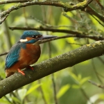 ijsvogel