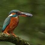 ijsvogel