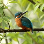 ijsvogel