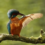 ijsvogel