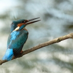 ijsvogel