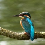 ijsvogel