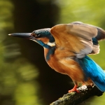 ijsvogel