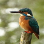 ijsvogel