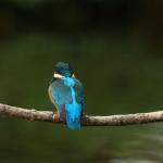 ijsvogel