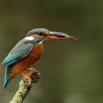 ijsvogel