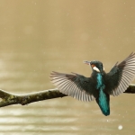 ijsvogel