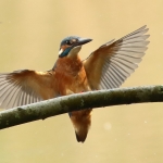 ijsvogel