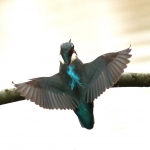 ijsvogel