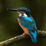 ijsvogel
