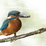 ijsvogel
