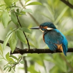ijsvogel