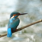 ijsvogel