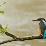 ijsvogel