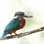 ijsvogel