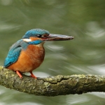 ijsvogel