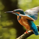 ijsvogel