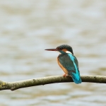 ijsvogel