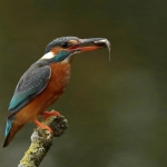 ijsvogel