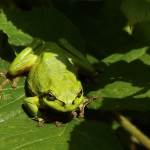 Boomkikkers