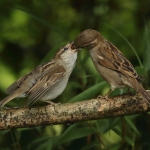 Vogels