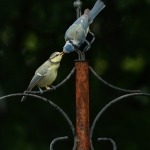 Vogels