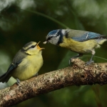Vogels