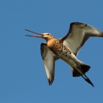 grutto