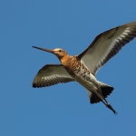 grutto