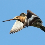 grutto