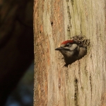 Vogels