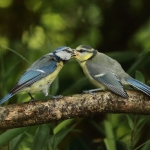 Vogels