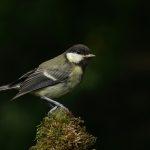 Vogels