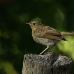 Vogels
