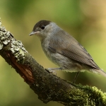 Vogels
