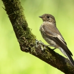 Vogels