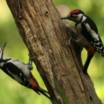 Vogels
