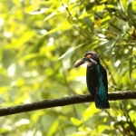ijsvogel