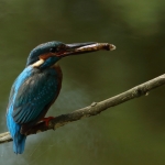 ijsvogel