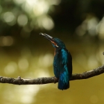 ijsvogel