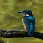 ijsvogel