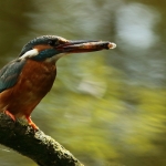 ijsvogel