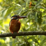 ijsvogel