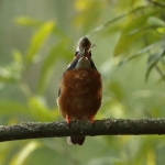 ijsvogel