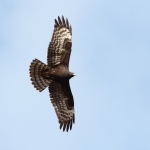 Vogels
