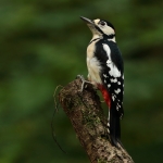 Vogels