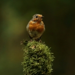 roodborst