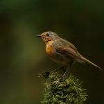 roodborst