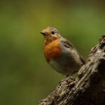 roodborst