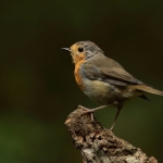 roodborst